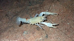Benton Cty Cave Crayfish Stygobiont