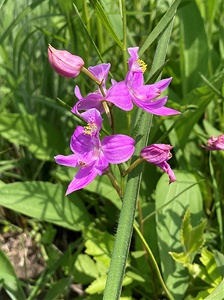 Oklahoma Grass-pink