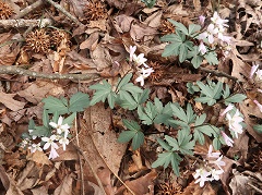 Ouachita Toothwort