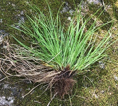 Timid Sedge