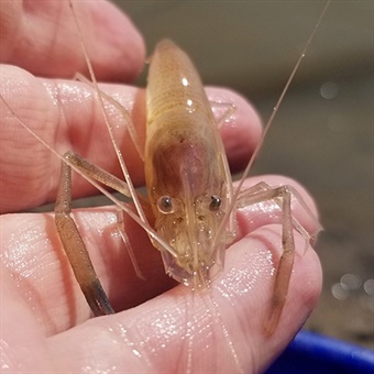 Ohio shrimp Dustin Lynch