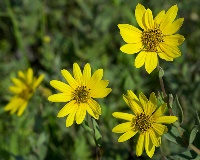 Ashy sunflower by Eric Hunt