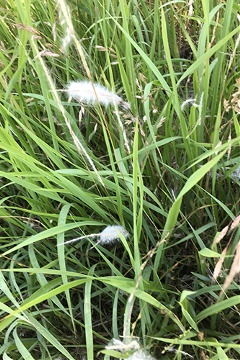 Cogongrass closeup A Gifford