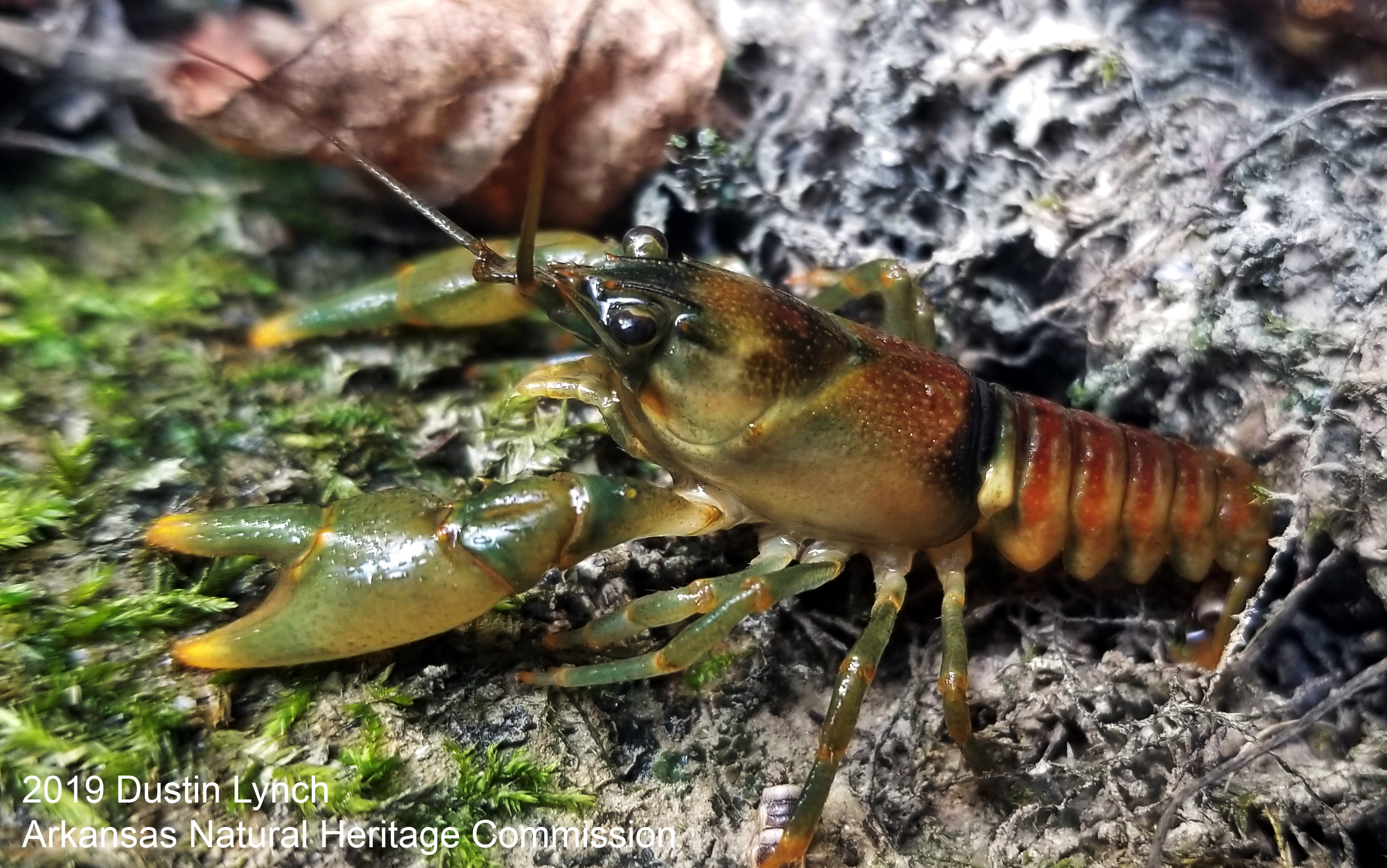 Project Reassesses Arkansas Crayfish Conservation Ranks