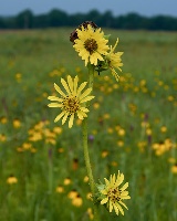 compass plant by Eric Hunt