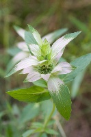 dotted beebalm by Eric Hunt