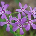 downy phlox by Eric Hunt