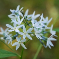 Eastern bluestar by Eric Hunt