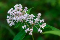 Four-leaf milkweed by Eric Hunt