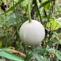 Native gourd