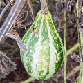 Native gourd