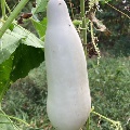 native gourd