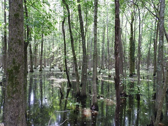 Headwater swamp Bill Holimon LA Purchase headwater swamp