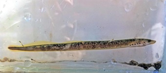 DAH-ANHC-Least-Brook-Lamprey-Lynch Least Brook Lamprey
