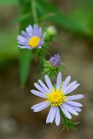 manray aster by Eric Hunt