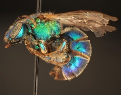 Metallic epauletted sweat bee Coleman Little