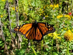DAH-ANHC-Monarch-Cow-Shoals-Emily-Roberts Monarch by Emily Roberts