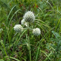 rattlesnake master by Eric Hunt