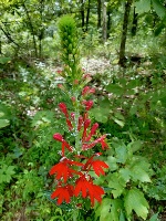 red cardinal flower by Eric Hunt