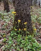 round leaf ragwort by Eric Hunt