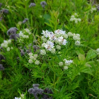 slender mountain mint by Eric Hunt