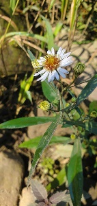 Tall white aster DLS