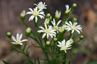 white flat-top goldenrod by Eric Hunt