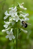 white-wand beardtongue by Eric Hunt