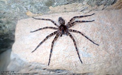 Dark Fishing Spider Hell Creek Cave