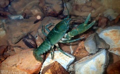 Hubbs' Crayfish