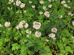 Browne's Waterleaf