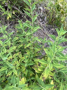 Golden-gland Bugleweed