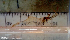 Mississippi Grass Shrimp (Palaeomonetes kadiakensis)