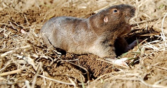 Living With Pocket Gophers