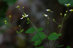 Cossatot Leafcup