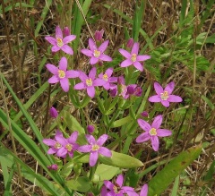 Centaurium tenuiflorum