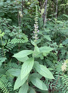 Ouachita Hedge-nettle