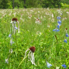 blue larkspur coneflower Samantha Scheiman