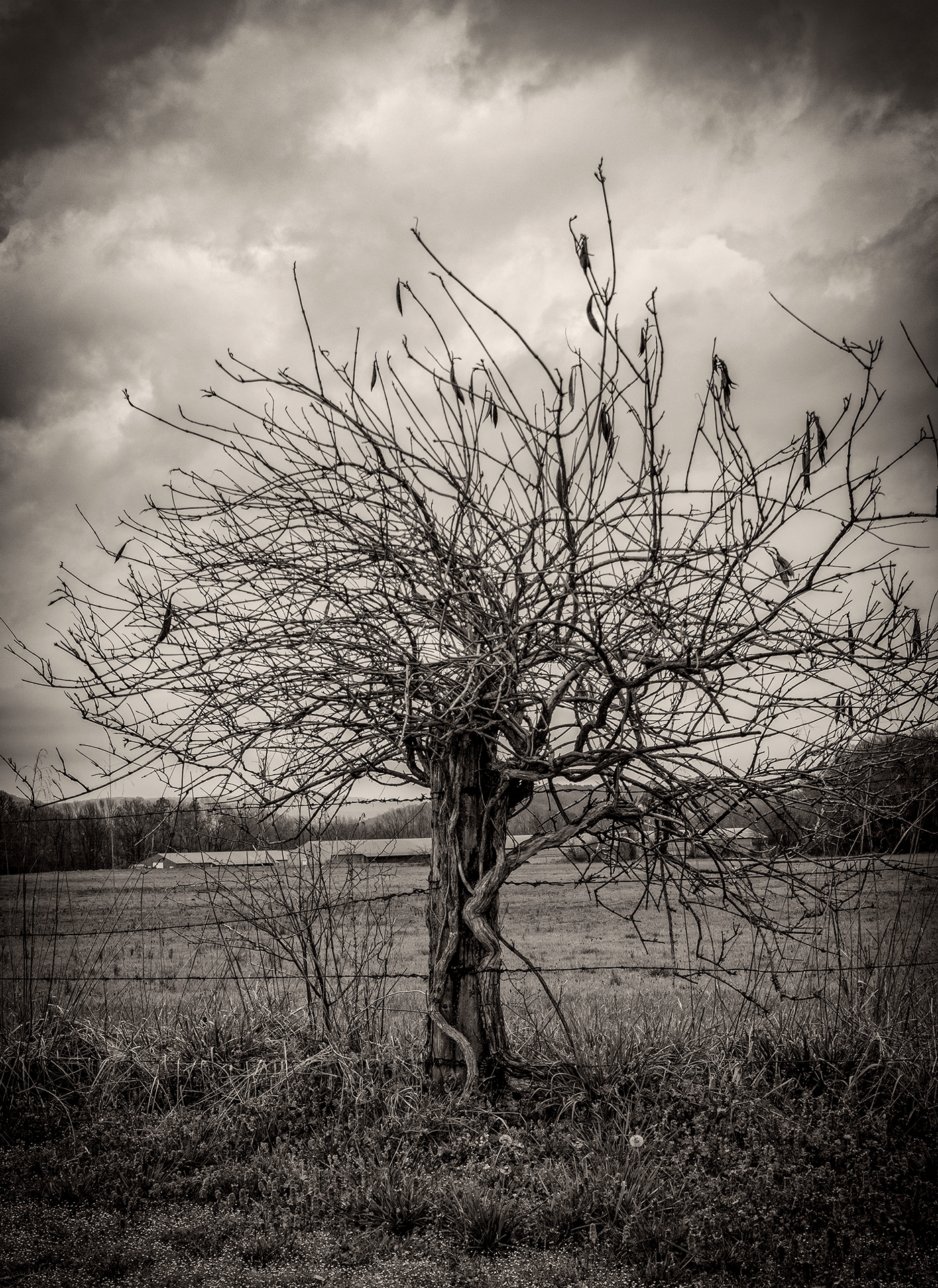 black and white image of a leafless tree on farmland