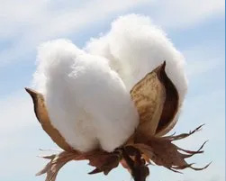 Cotton Boll