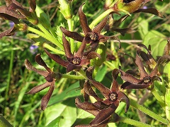 Hairy-faced Spiny Pod