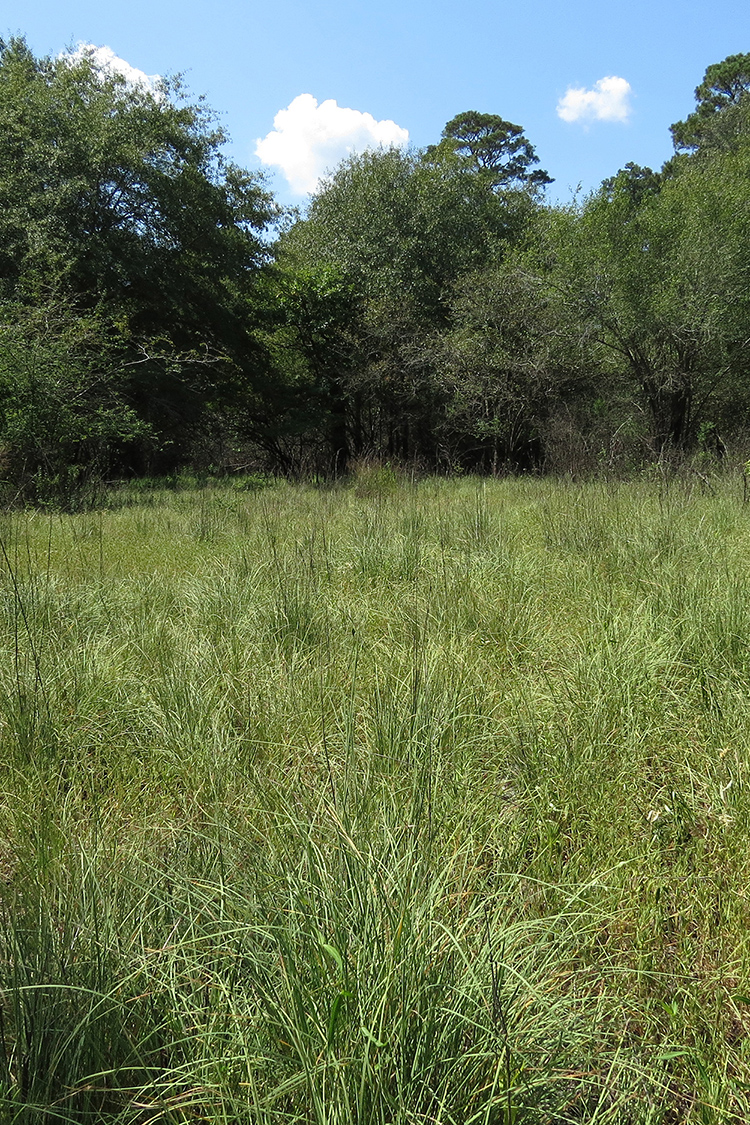 Coffee Prairie Natural Area