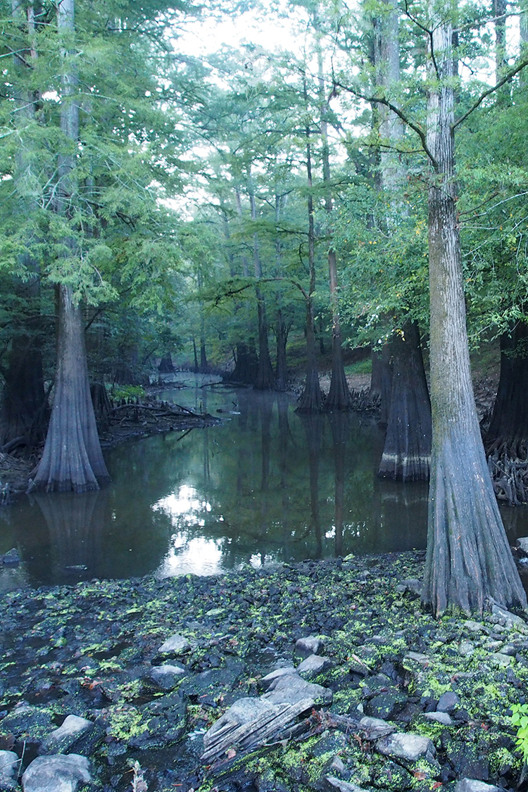 Cut-off Creek Ravines Natural Area