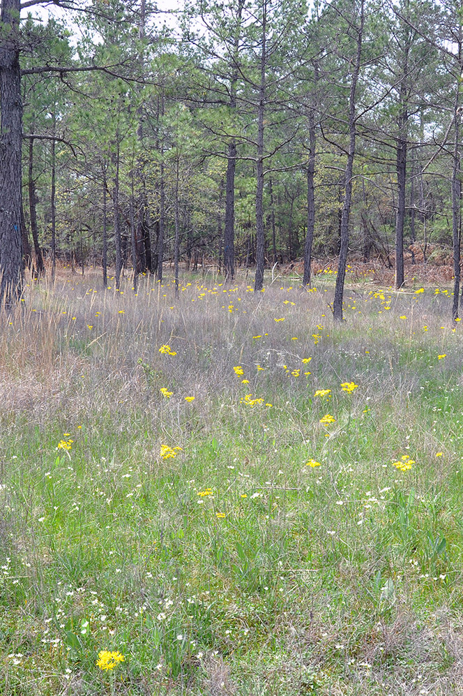 Hall Creek Barrens Natural Area