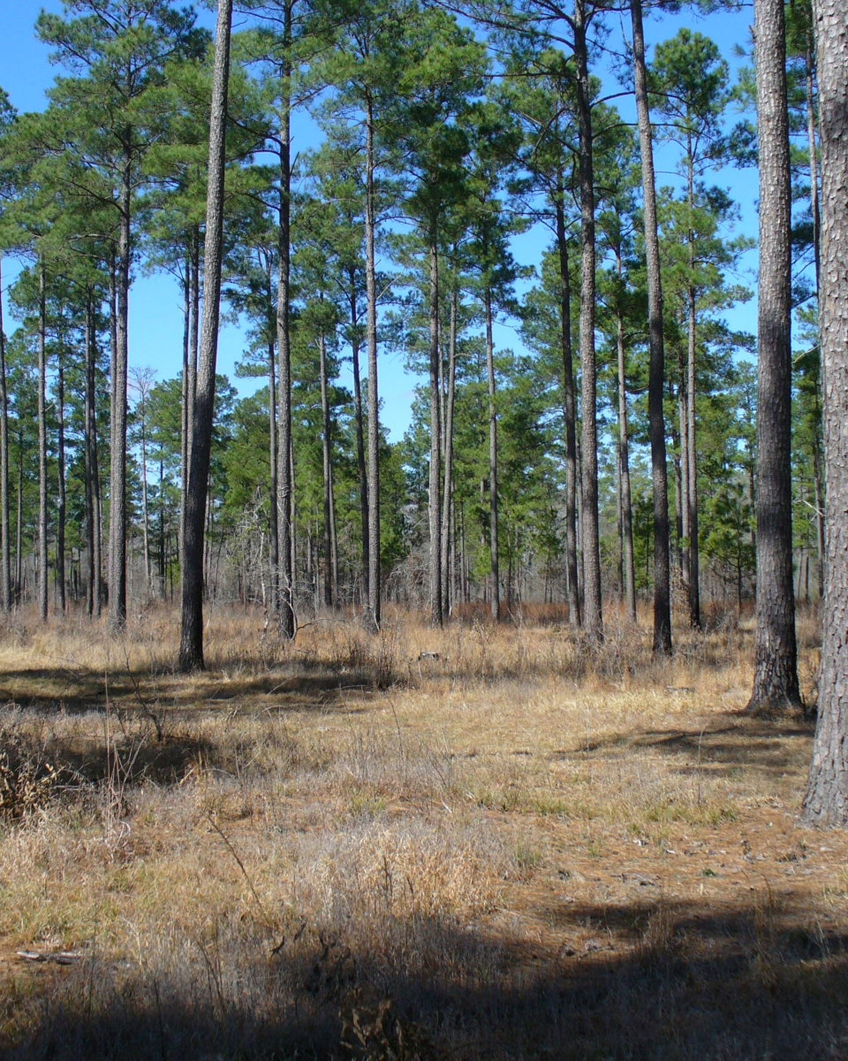 Huttig Pine Flatwoods Natural Area