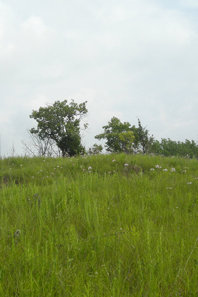 Saratoga Blackland Prairie Natural Area